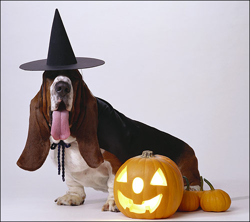 Бассет-хаунд в костюме ведьмы, хэлоуин хэллоуин хеллоуин, Фото фотография собаки
