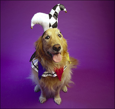 Золотистый ретривер - клоун, Фото фотография собаки картинка