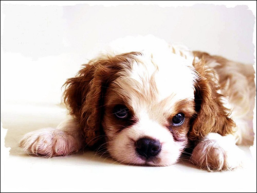 Щенок кавалер-кинг-чарлз-спаниеля, Фото фотография собаки картинка