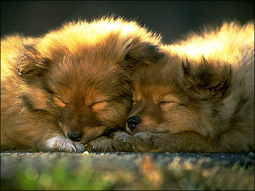 Спящие щенки, Фото фотография собаки картинка