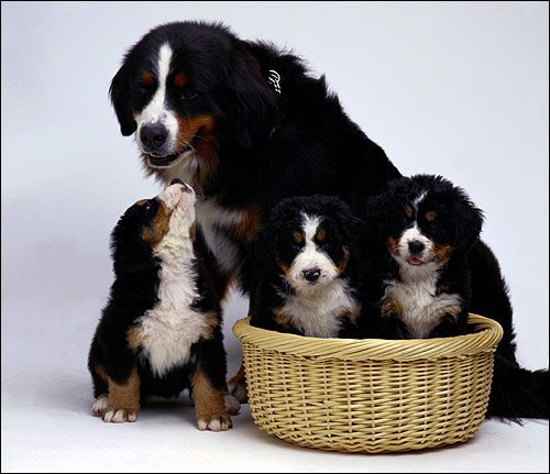 Бернский зенненхунд со щенками, Фото фотография собаки картинка