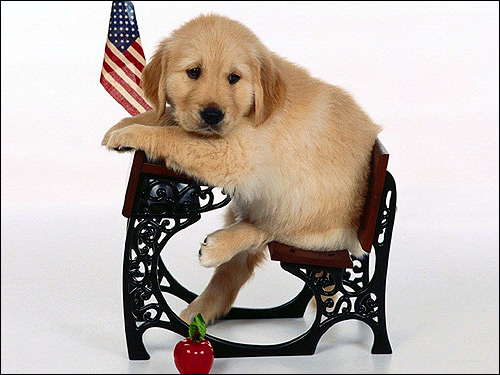 Щенок золотистого ретривера (голден-ретривера), Фото фотография собаки картинка