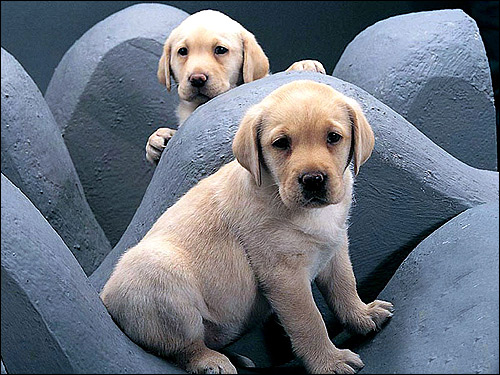 Щенки лабрадора-ретривера, Фото фотография собаки картинка