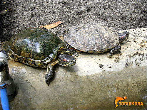 Красноухие черепахи (Trachemys scripta), Фото фотография картинка