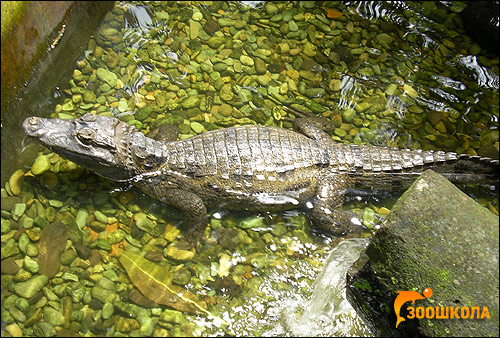 Крокодиловый кайман, очковый кайман (Caiman crocodilus), Фото фотография картинка рептилии
