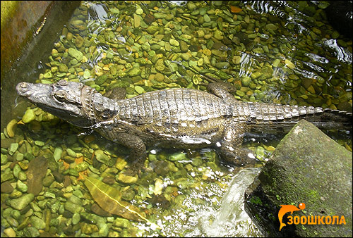  ,   (Caiman crocodilus),    