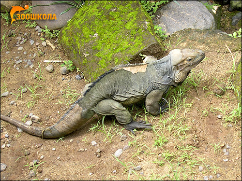 - (Cyclura cornuta),    