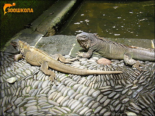 Игуаны, Фото фотография картинка рептилии