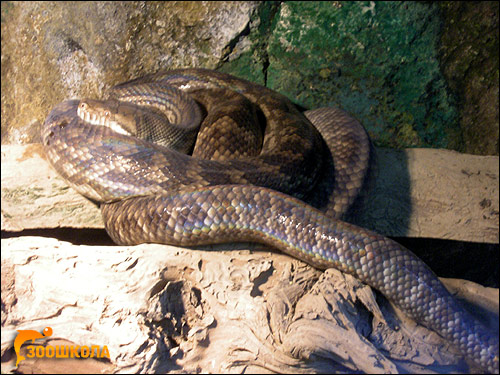   (Morelia amethistina),    