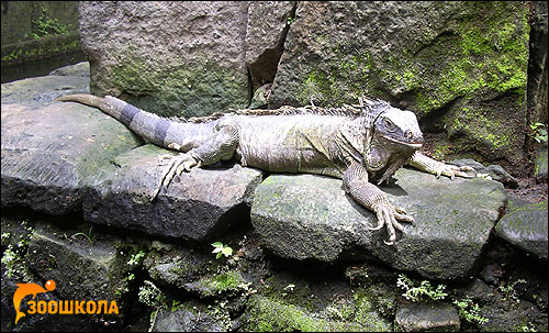 Игуана, Фото фотография картинка рептилии
