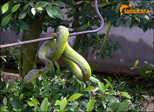 Белогубая куфия (Trimeresurus albolabris), Фото фотография рептилии змеи