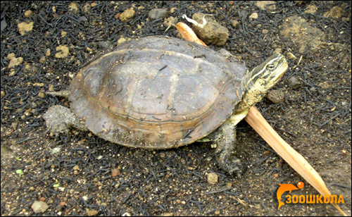 Черепаха шарнирная амбоинская (Cuora amboinensis), Фото фотография картинка рептилии