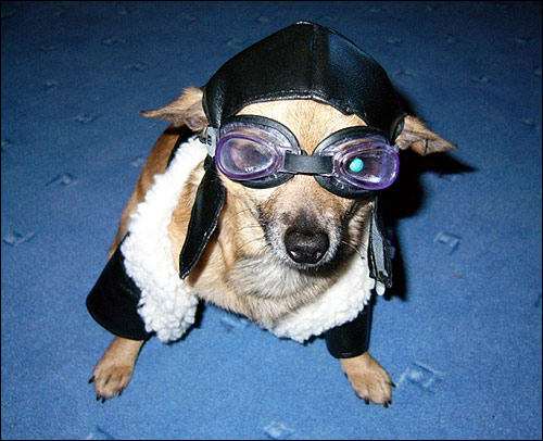 Маленькая собачка в костюме летчика, Фото фотография собака картинка