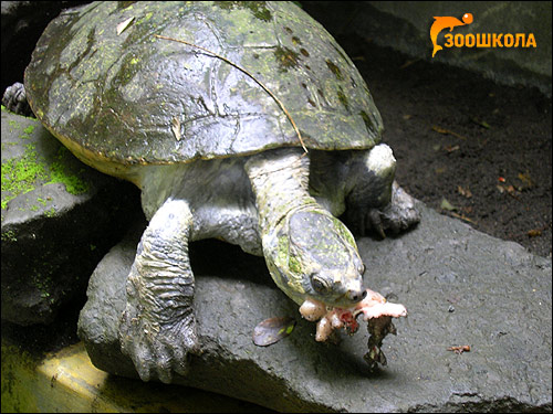 Батагур (Batagur baska), Фото фотография картинка рептилии черепахи