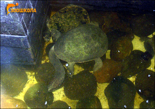  ,   (Chelodina longicolus),    