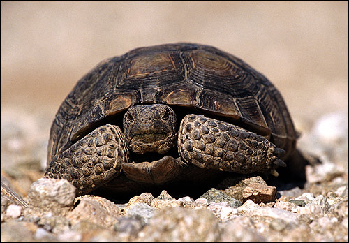 Черепаха, Фото фотография картинка рептилии