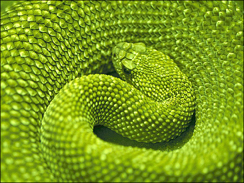Зеленая змея, свернувшаяся клубком, Фото фотография картинка рептилии