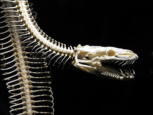 Скелет змеи, Фото фотография картинка рептилии