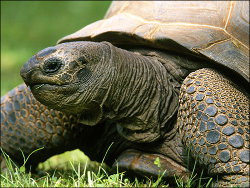 Слоновая (?) черепаха, Фото фотография картинка рептилии