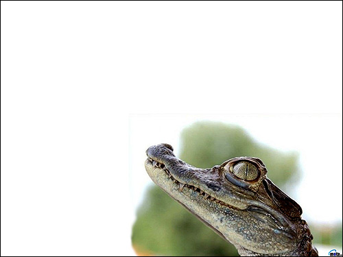 Маленький крокодильчик, Фото фотография картинка рептилии