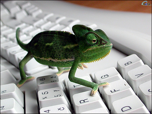 Хамелеон на компьютерной клавиатуре, Фото фотография картинка рептилии