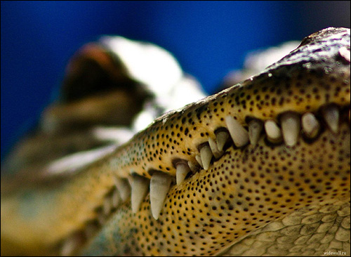 Зубы крокодила, Фото фотография рептилии картинка