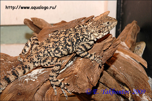   (Agama erythrogastra, Laudakia erytrogastra),     