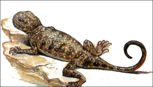 Пятнистая  круглоголовка (Phrynocephalus maculatus), Рисунок картинка рептилии ящерицы
