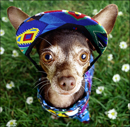 Чихуахуа в одежде, Фото фотография собаки картинка