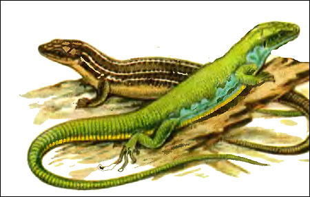  ,   -  (Lacerta trilineata),   