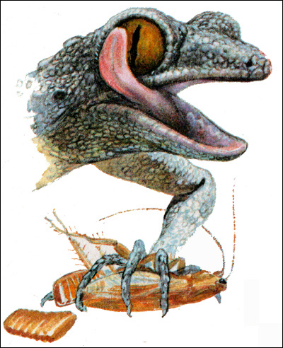 Средиземноморский геккон (Cyrtopodion kotschyi), Рисунок картинка рептилии ящерицы