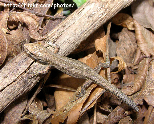   (Lacerta praticola),    