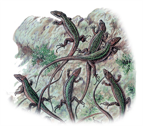   (Lacerta saxicola),   