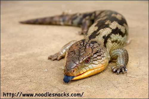  ,  (Tiliqua scincoides),     