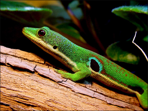   (Phelsuma quadriocellata),     