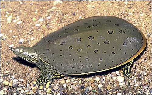 Черепаха восточная мягкокожая колючая (Apalone spinifera), Фото фотография картинка рептилии
