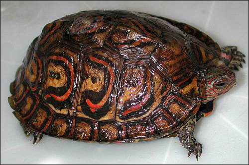Разукрашенная лесная черепаха (Rhinoclemmys pulcherrima), Фото фотография картинка рептилии