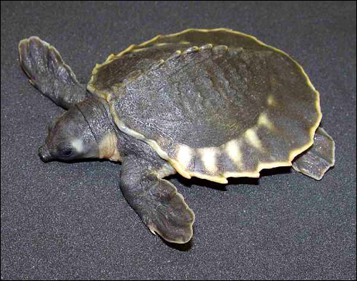  ,  ,   (Carettochelys insculpta),    