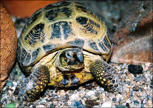 Степная черепаха, среднеазиатская черепаха (Agrionemys horsfieldi), Фото фотография картинка рептилии
