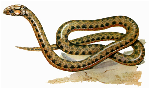   (Natrix tessellata),    