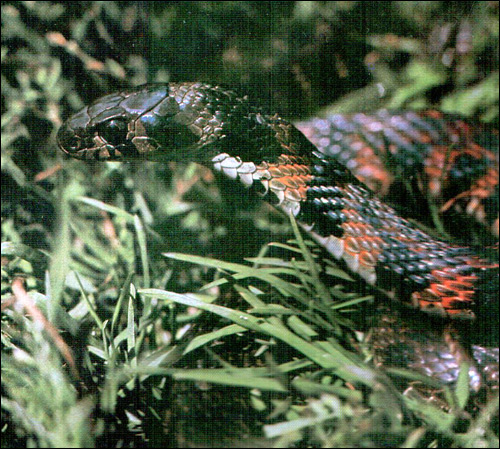   (Rhabdophis tigrina),     