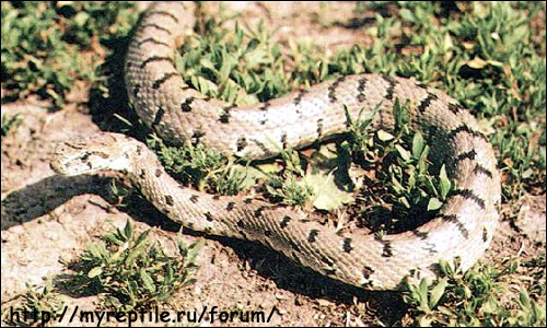 Разноцветный полоз (Coluber ravergieri), Фото фотография картинка рептилии змеи