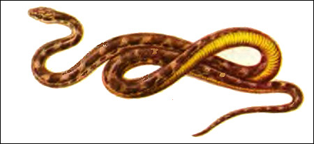 Четырехполосый полоз (Elaphe quatuorlineata), Картинка рисунок рептилии змеи