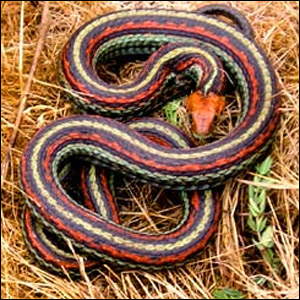 Полосатый эйренис (Eirenis meda), Фото фотография картинка рептилии змеи