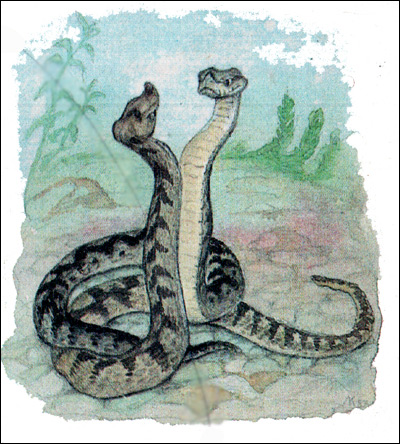 Носатая  гадюка - самцы (Vipera ammodytes), Картинка рисунок рептилии змеи