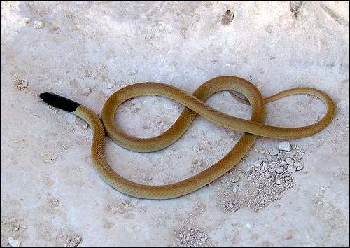 Черноголовый рипхокаламус (Rhynchocalamus melanocephalus), Фото фотография картинка рептилии змеи