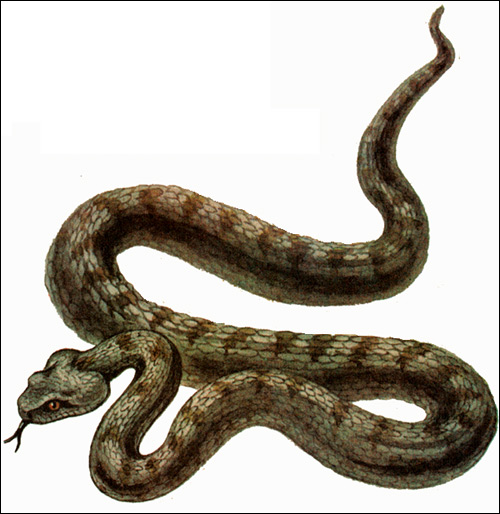  (Vipera lebetina),    