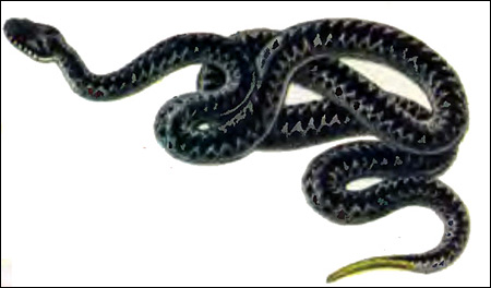   (Vipera berus),    