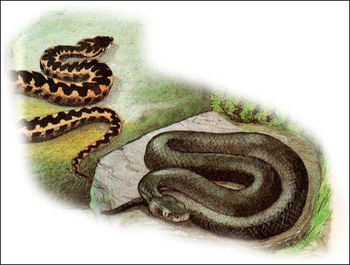 Кавказская гадюка, гадюка Казнакова - разные окрасы (Vipera kaznakovi), Рисунок картинка рептилии змеи
