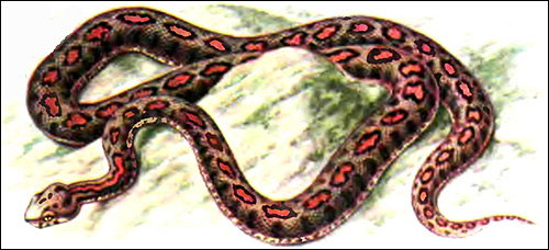 Малоазиатская гадюка, турецкая гадюка (Vipera xanthina), Рисунок картинка рептилии змеи